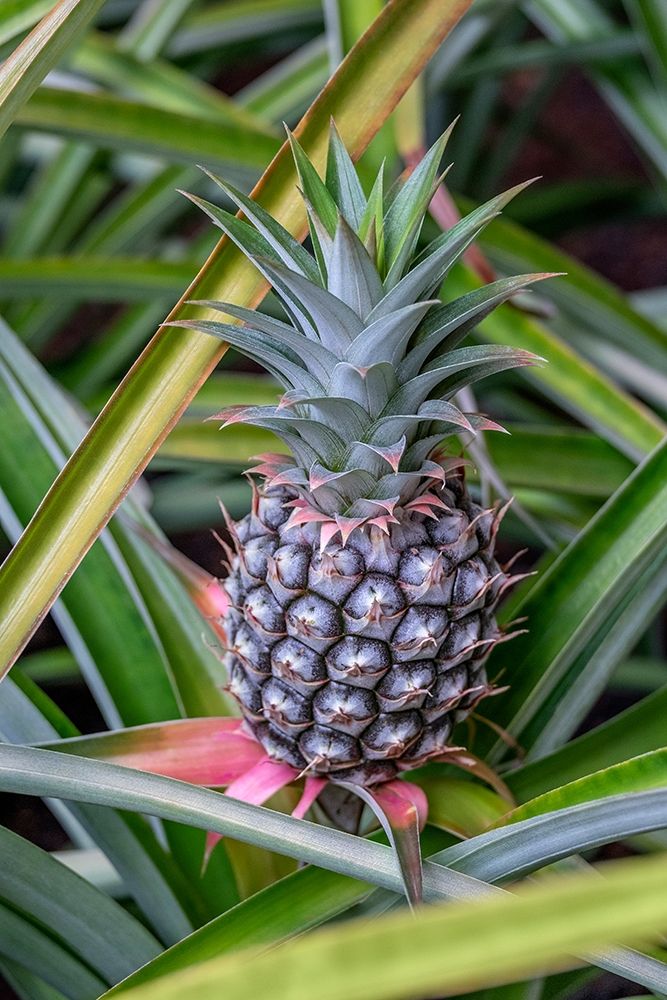 Pineapple plant